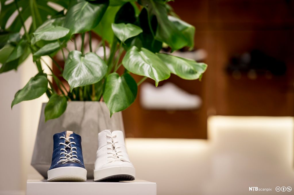 Sko på en kasse med en plante i bakgrunnen. Foto.