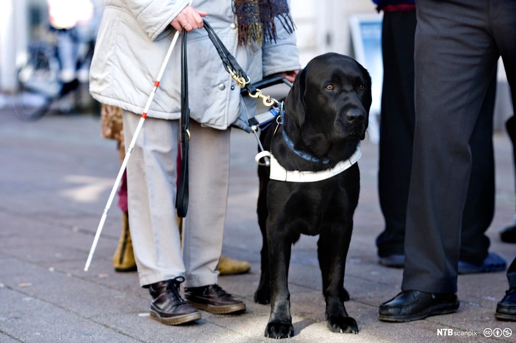 Person med førerhund. Foto.