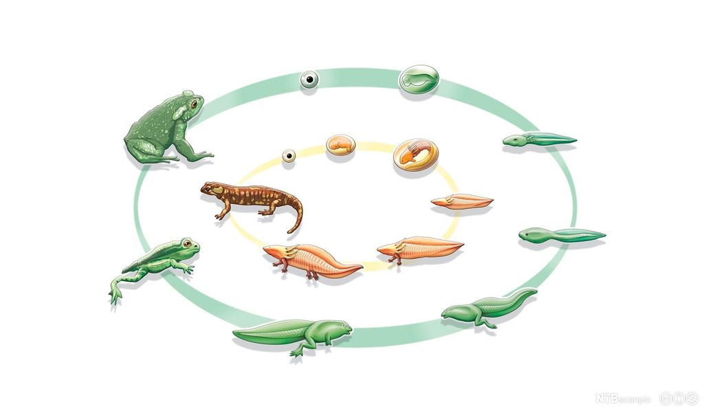 Illustrasjon som sammenligner livssyklusen hos frosk og salamander