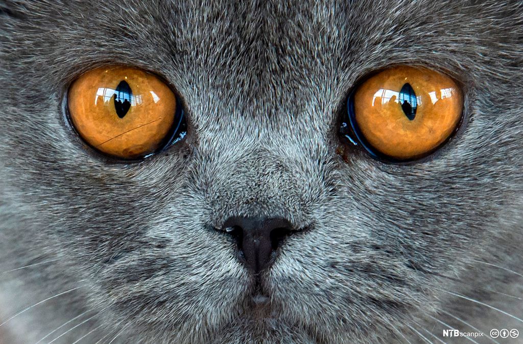 Nærbilde av katt. Grå pels og gulbrune øyne. Foto.