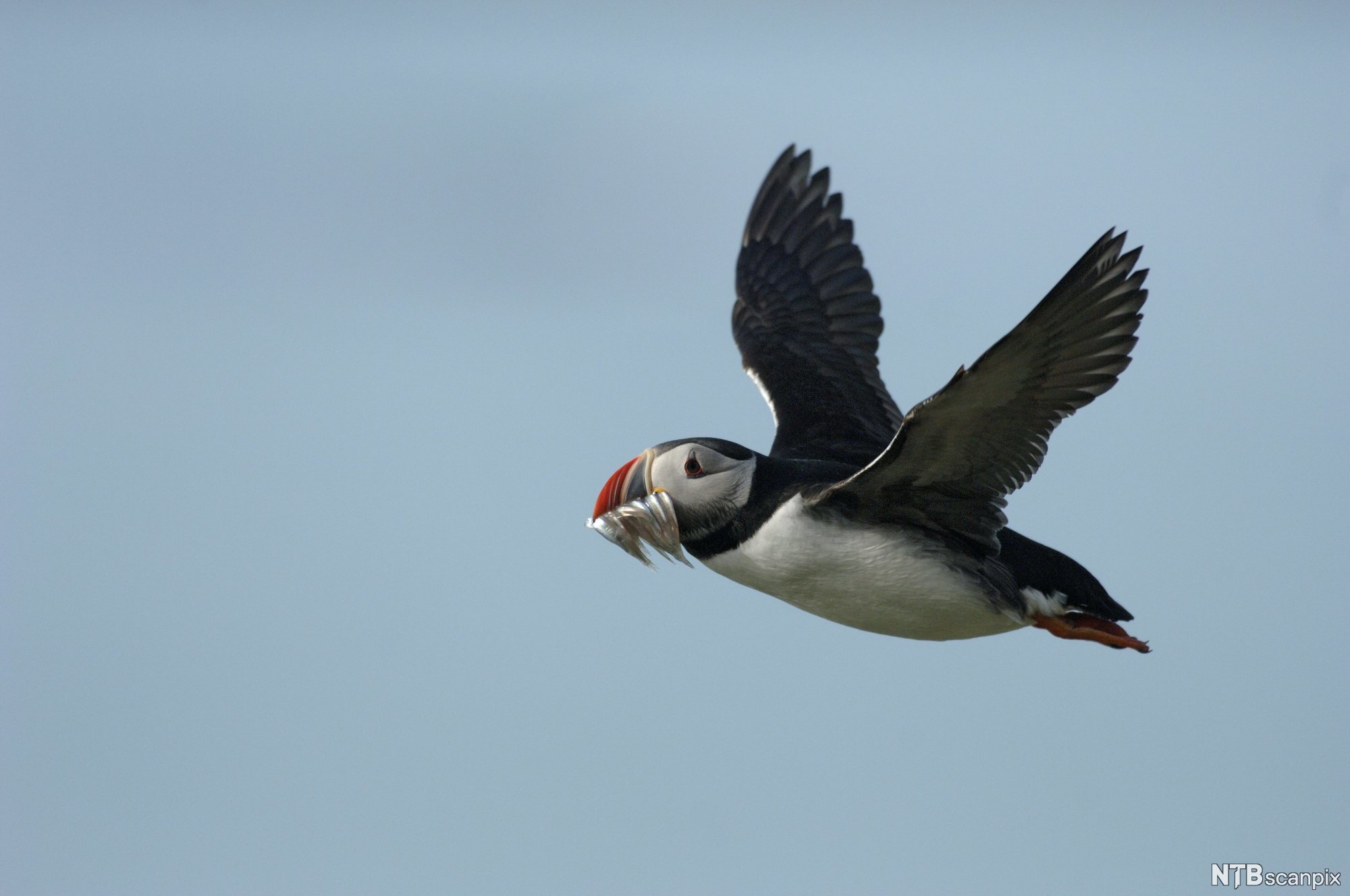 Lundefugl i flukt med fisk i nebbet. Foto.