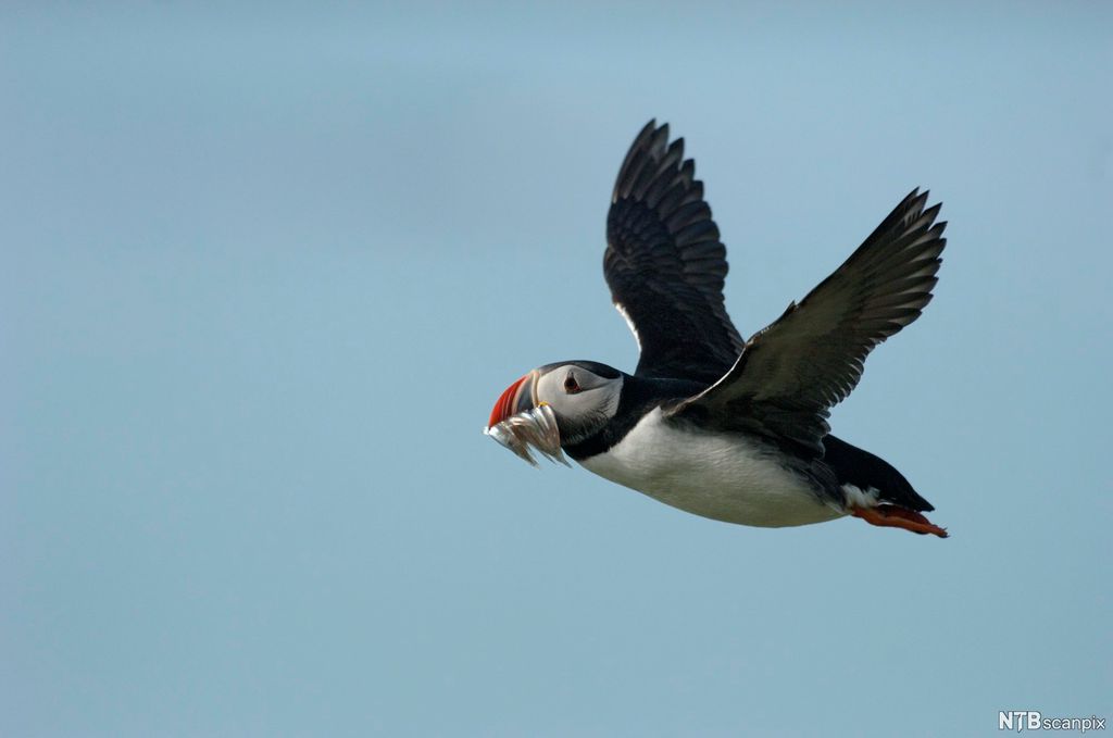 Lundefugl i flukt med fisk i nebbet. Foto.