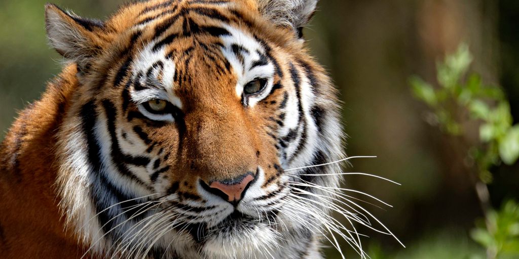 Fotografi som viser en indisk tiger i en dyrehage.