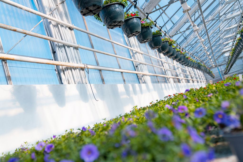 Vegg i veksthus med langsgående varmerør. Foto.