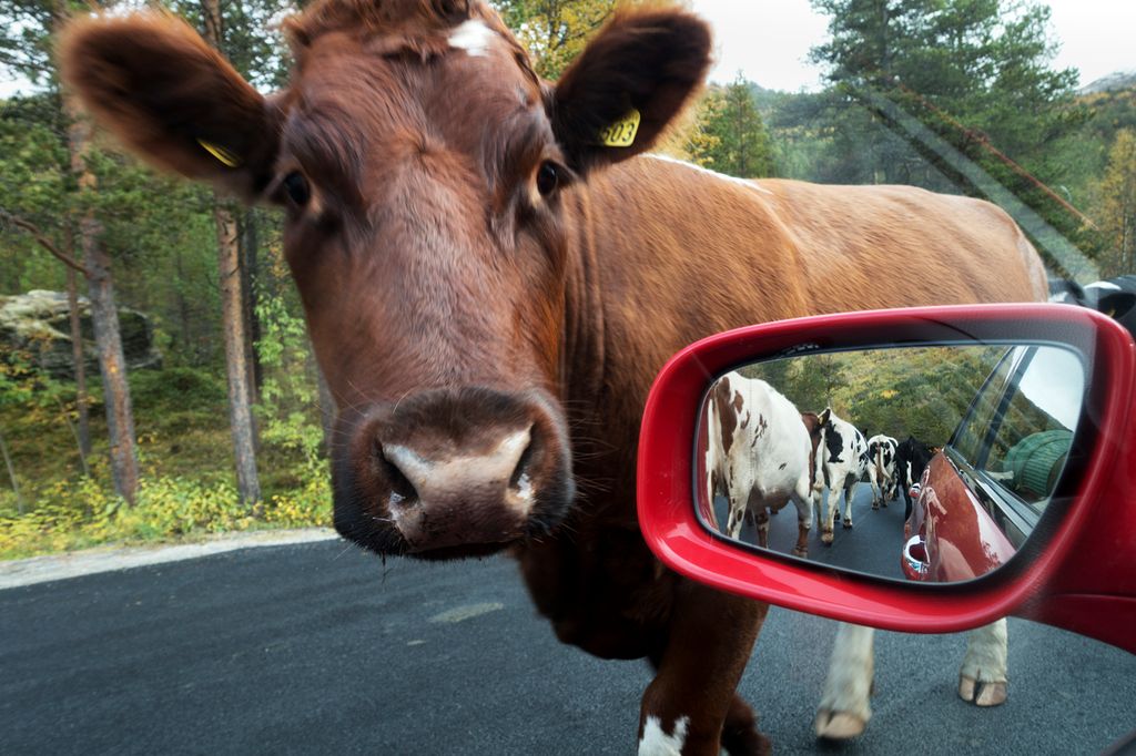 Ku på veien kikker inn gjennom sidevinduet på en bil. I bilspeilet er det mange andre kyr som nettopp har passert bilen. Foto.