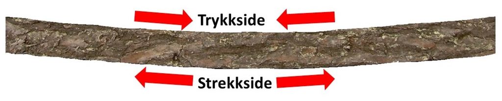 Svakt bøyd trestamme med teksten «trykkside» på innsida og strekkside» på utsida. Illustrasjon. 