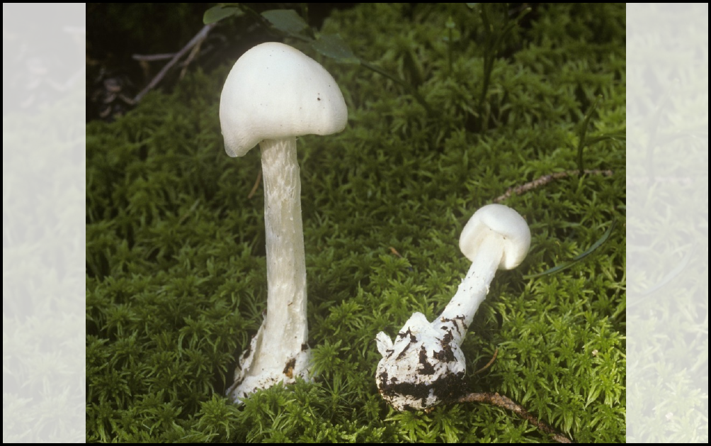 To hvite sopper på en moserik grunn. Soppen har en ganske liten halvkuleformet hatt og er lang og kraftig. Foto.