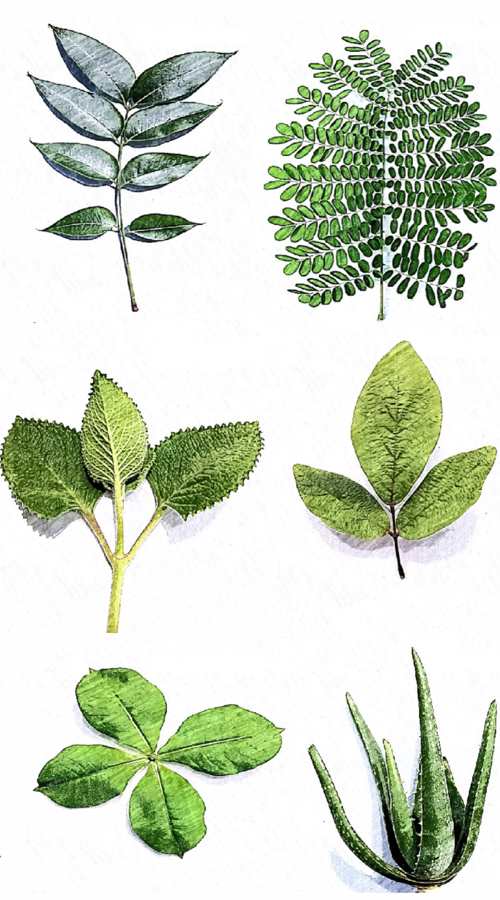Seks ulike fasonger på blad. 1) Et blad som består av åtte mindre blader. 2) Et blad som ligner en busk med mange små blader. 3) Et ovalt blad med tagger langs kanten. 4) Et ovalt blad. 5) Fire ovale blader sentrert rundt et midtpunkt. 6) Tykke trekantformede og avlange blader. Illustrasjon. 