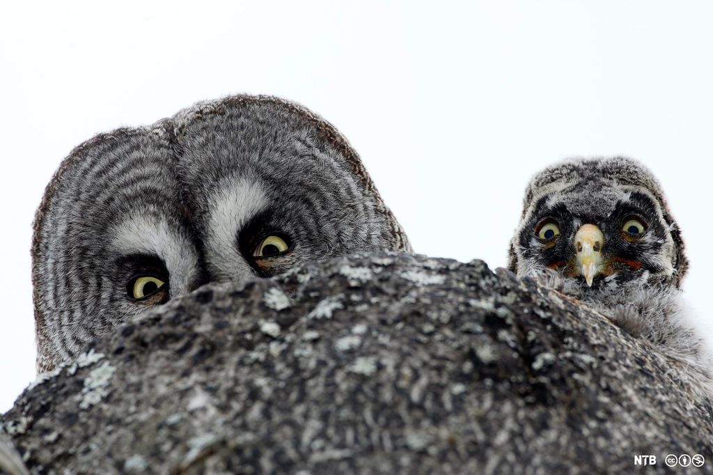 An adult and a baby owl peek out from a tree. Photo.
