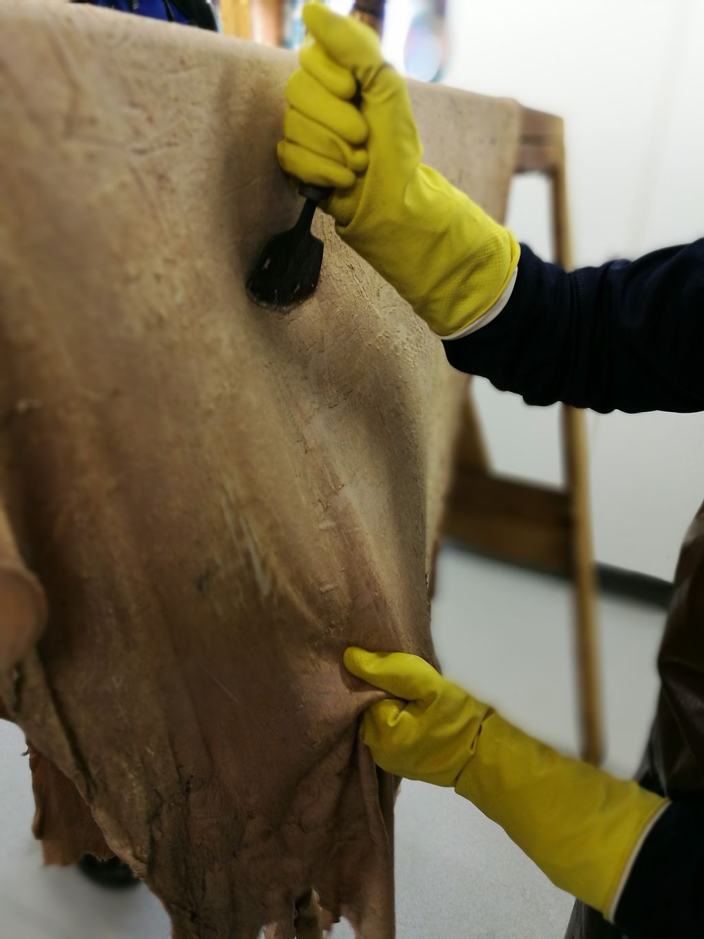 To hender med gule hanskar reingjer eit reinsdyrskinn. Foto.