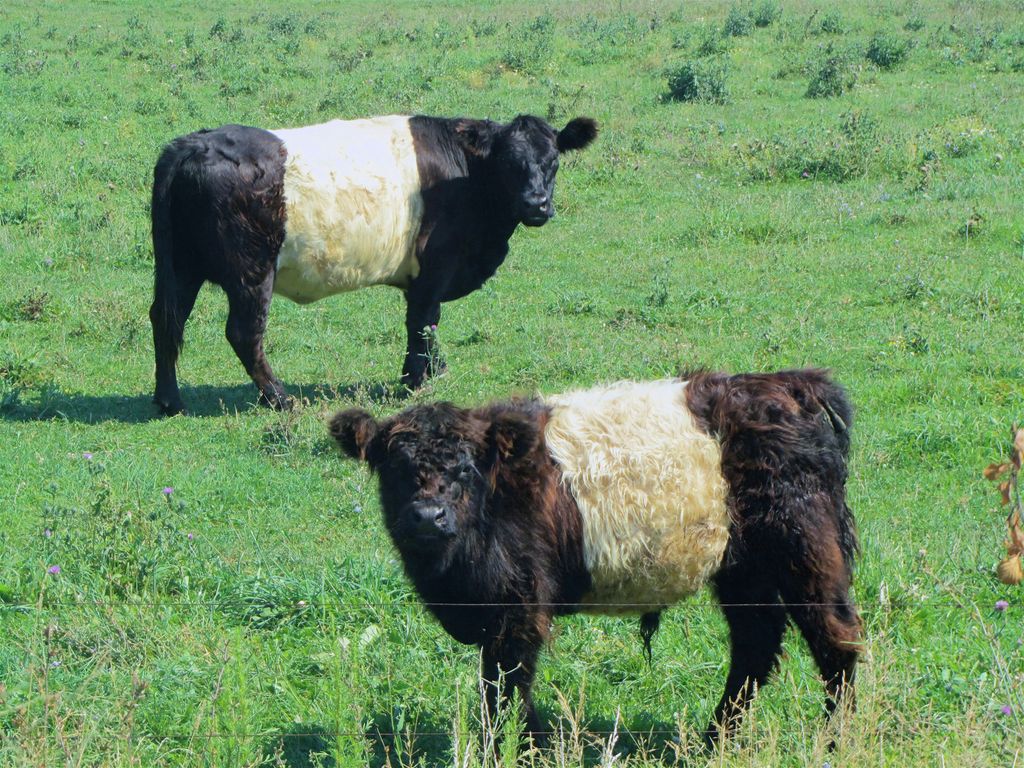 Oksekalv på beite i forgrunnen med mora lenger bak i bildet. De er svarte med et karakteristisk bredt, hvitt belte rundt magen. Foto.
