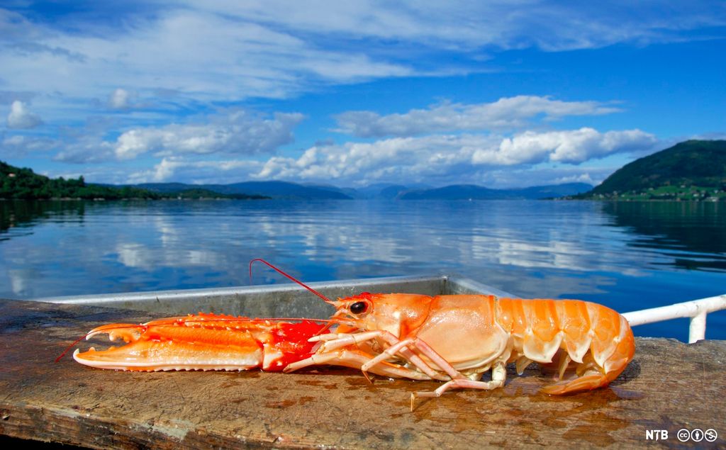 En sjøkreps ligger på et svaberg med en sjø i bakgrunnen. Foto.