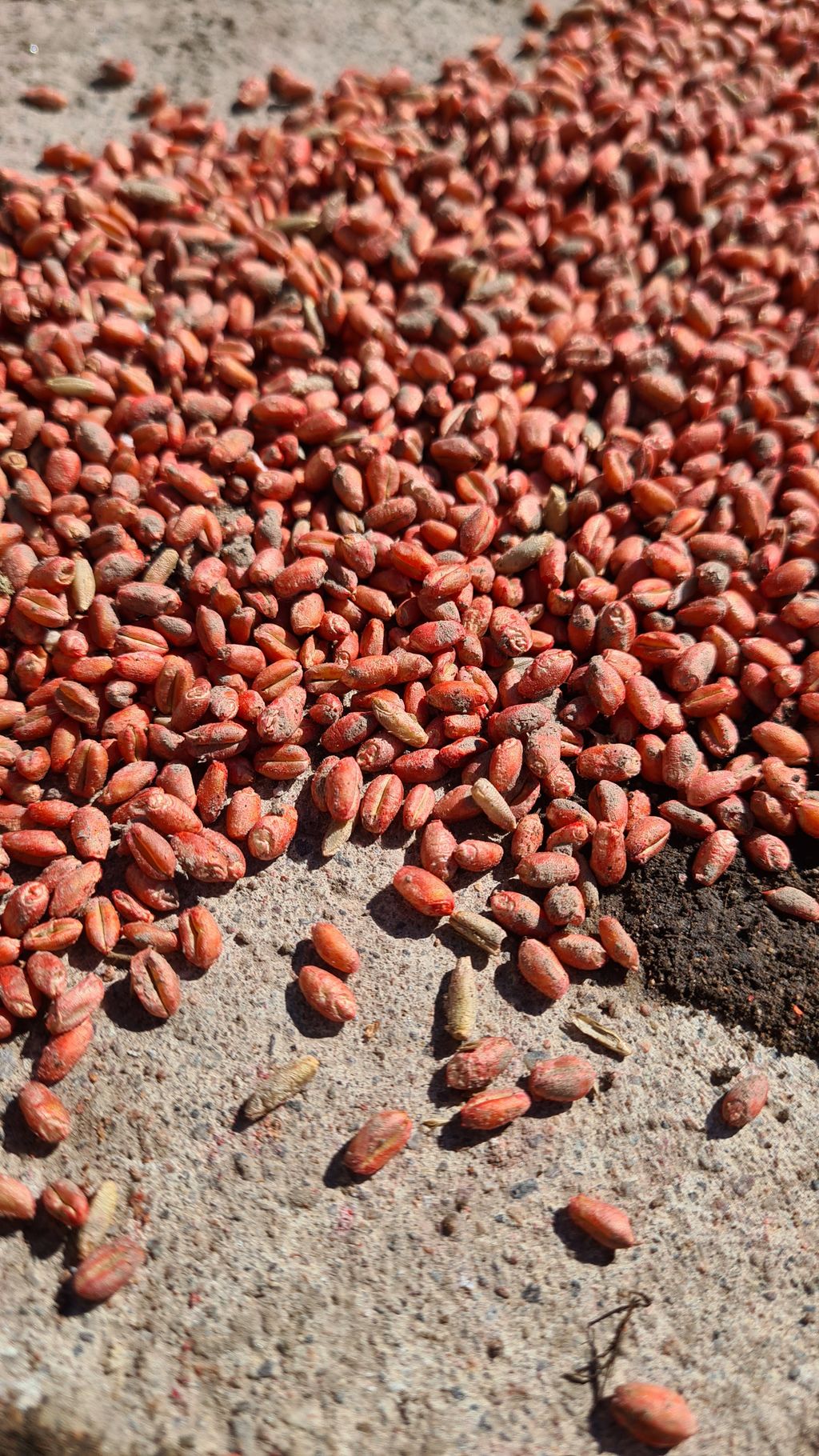 Såkorn med en rødfarge fordi det er beiset. Foto.