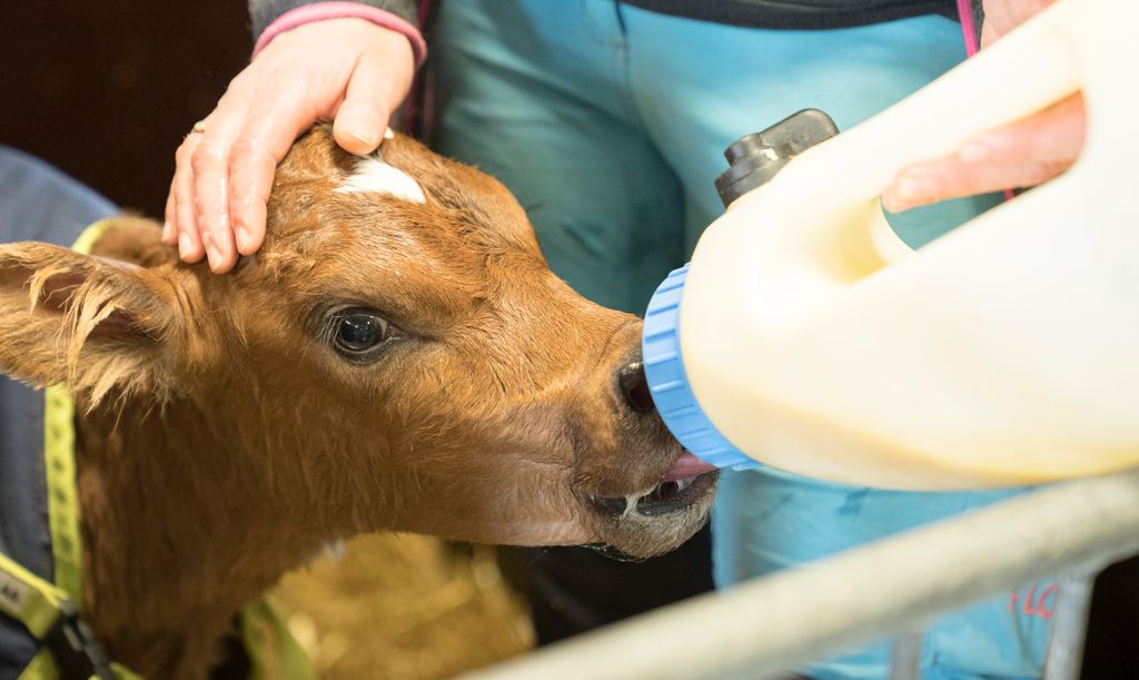 Portrett av en kalv som får mjølk av ei smokkflaske som bonden holder. Foto.