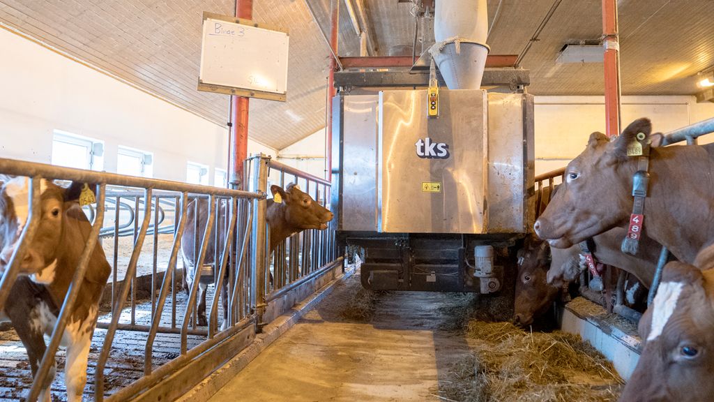 En fôrutlegger som henger i ei skinne og inneholder surfôr er på vei innover fôrbrettet. Det står noen kyr og ungdyr og venter på fôr på hver sin side av fôrbrettet. Foto.