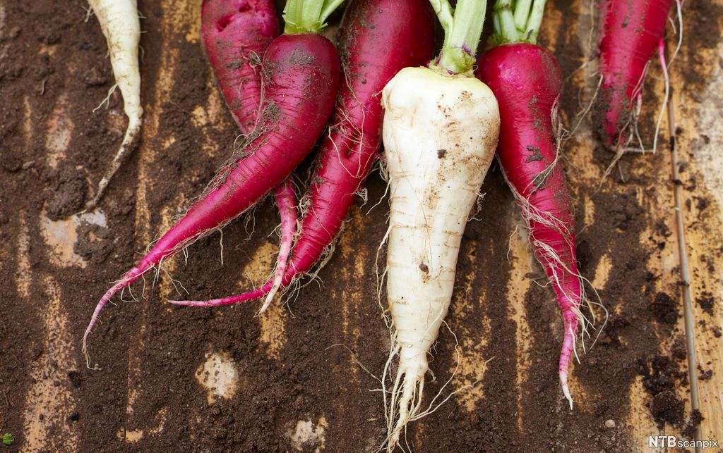 Reddiker med jord på en treflate. Foto.