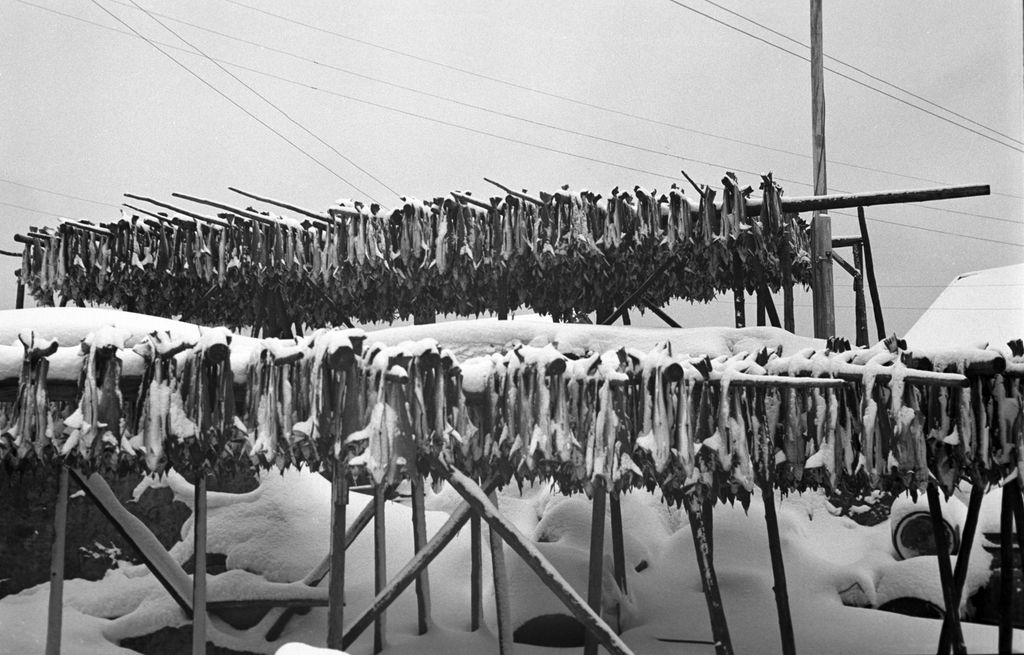 Skrei henger på et hjell i snøen. Svart-hvitt foto.