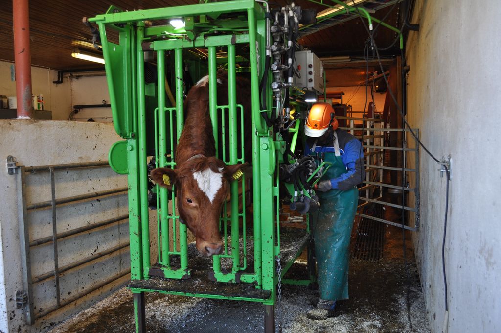 Grønn hydraulisk klauvboks i et fjøs. Det er ei ung ku i boksen, og en klauvskjærer står ved sida av boksen og jobber med venstre framklauv. Klauvskjæreren har på seg kjeledress, vernesko, solid forkle, hansker og hjelm med visir og hørselvern. Foto.