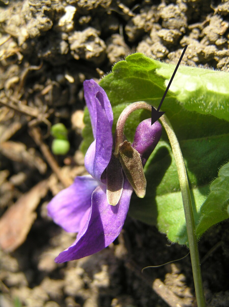 Bilde av lilla blomst. En pil peker på en utposning bak på blomsten. Foto.