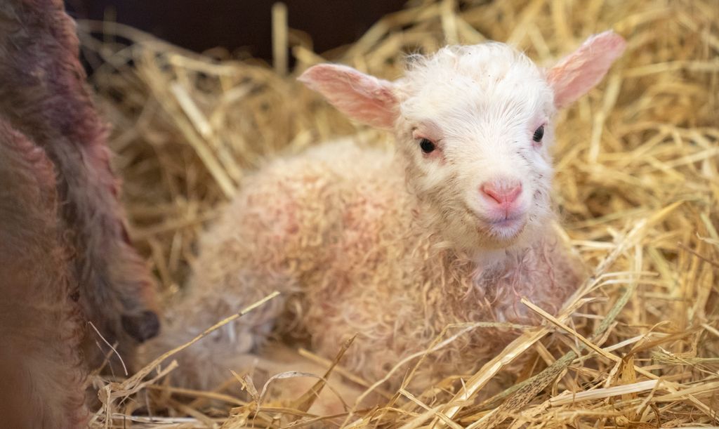 Lite lam i en binge fylt med halm. Foto.