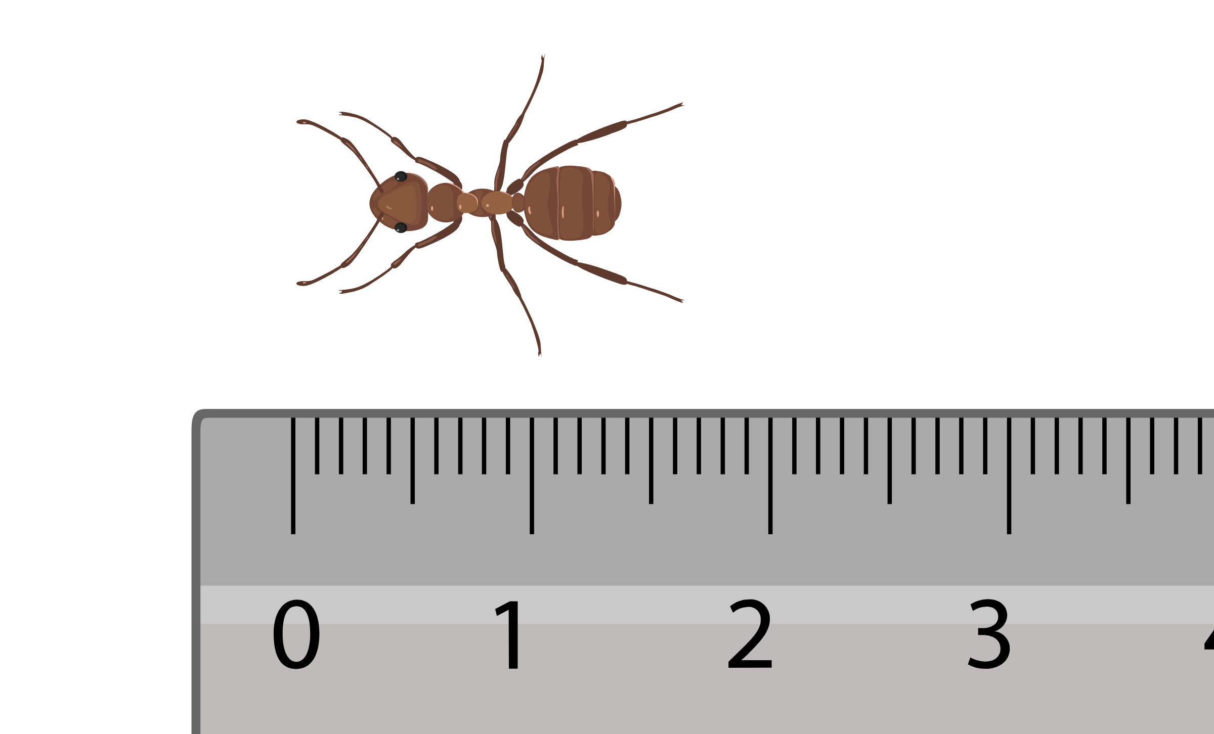 En maur ligger ved siden av en linjal for å illustrere måling. Mauren strekker seg fra omtrent 1,5 cm til 1,7 cm på linjalen. Illustrasjon.