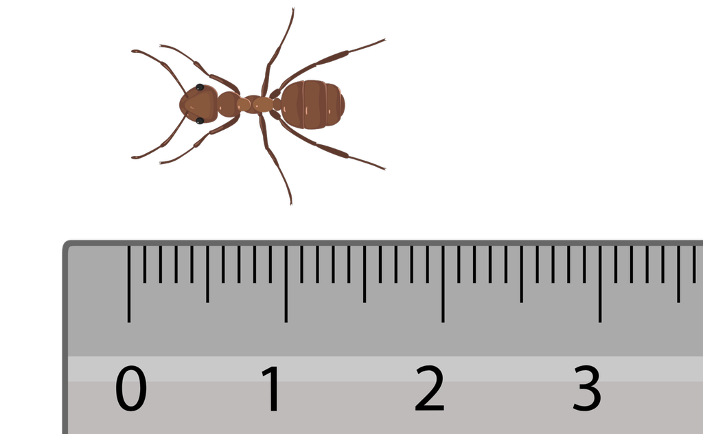 En maur ligger ved siden av en linjal for å illustrere måling. Mauren strekker seg fra omtrent 1,5 cm til 1,7 cm på linjalen. Illustrasjon.