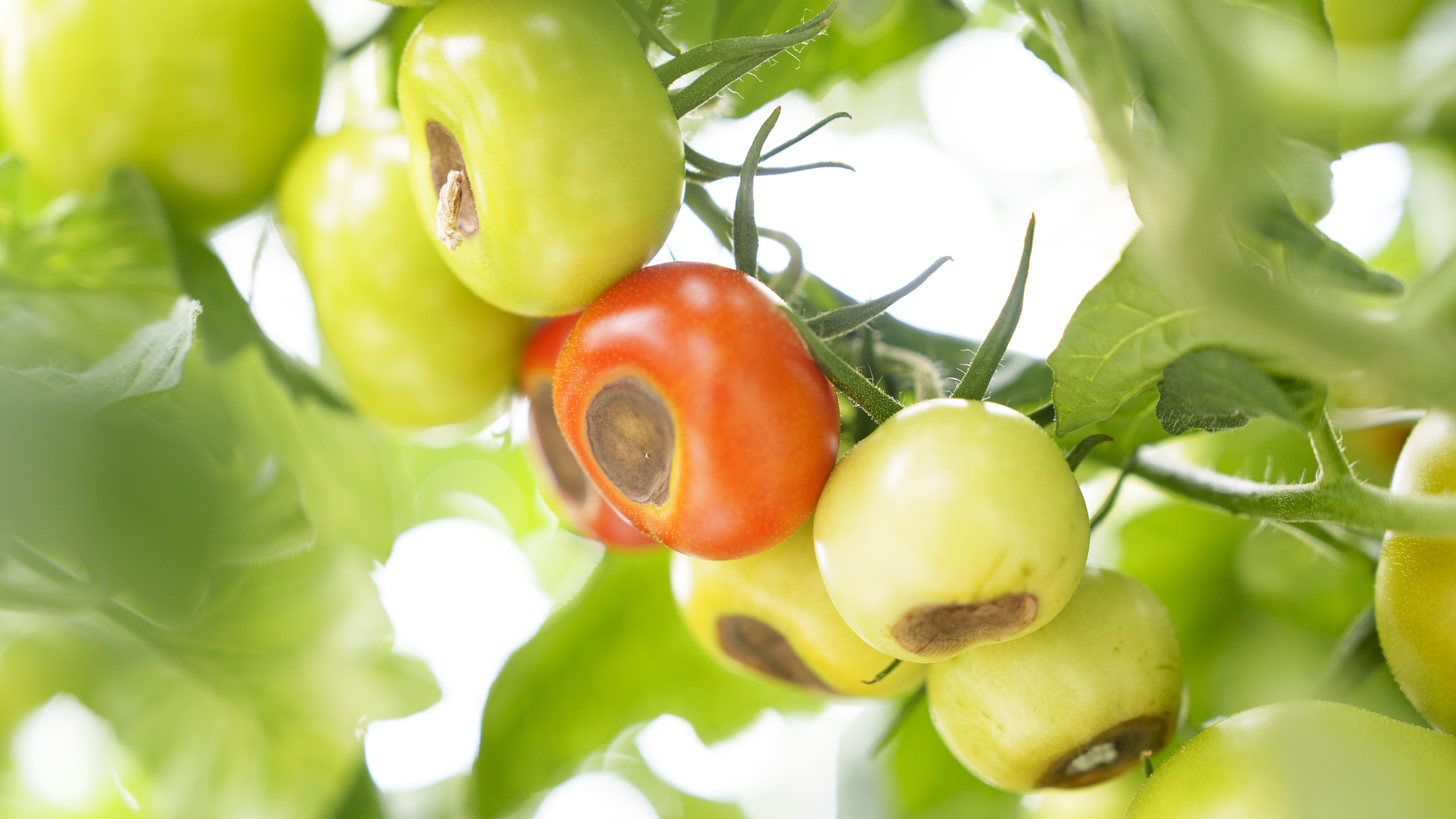 Tomater med brune flekker. Foto.