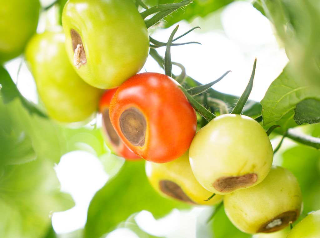 Tomater med brune flekker. Foto.