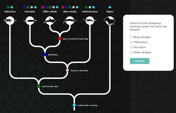 Framstilling med forgreininger som viser fellestrekk og slektskap mellom arter. Illustrasjon.