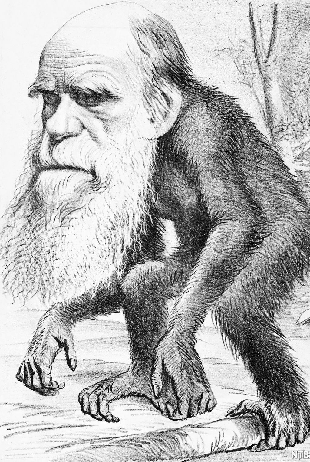 Svart-hvitt-tegning av skapning med mannlig menneskehode og kropp som en apekatt. Illustrasjon.
