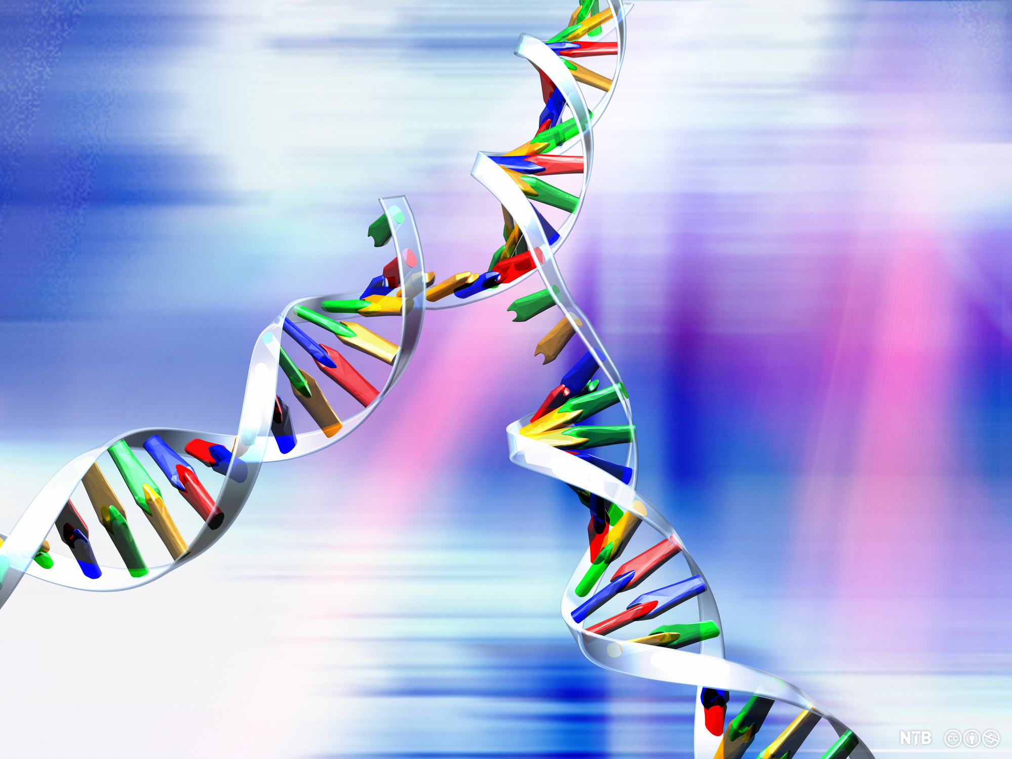En åpen DNA-heliks der det dannes to nye DNA-tråder på hver av de to enkelttrådene. Illustrasjon. 