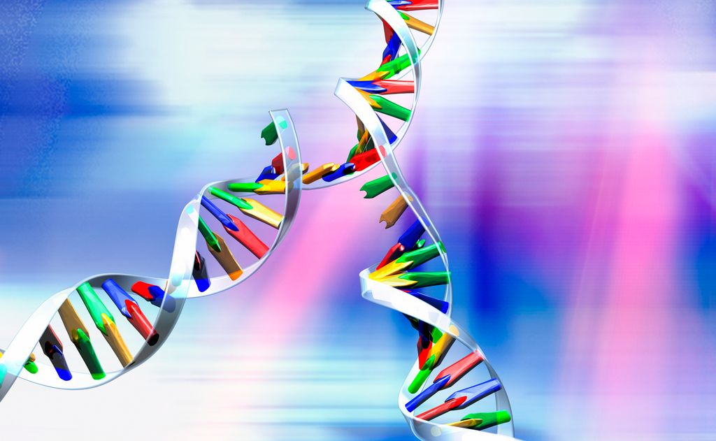En åpen DNA-heliks der det dannes to nye DNA-tråder på hver av de to enkelttrådene. Illustrasjon.