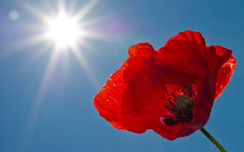 En rød valmue strekker seg mot sola under en blå himmel. Foto.