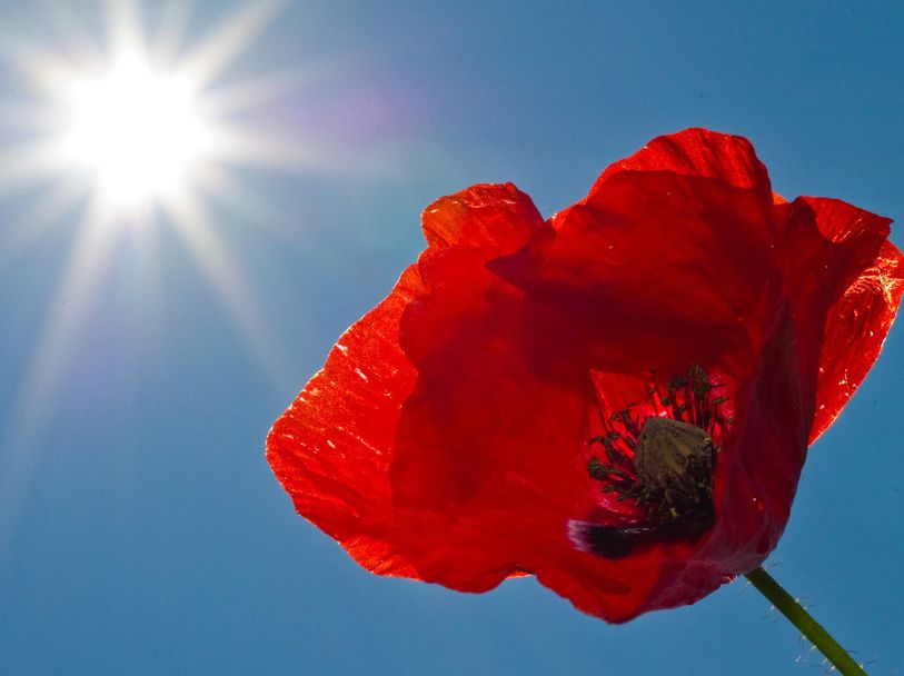 En rød valmue strekker seg mot sola under en blå himmel. Foto.
