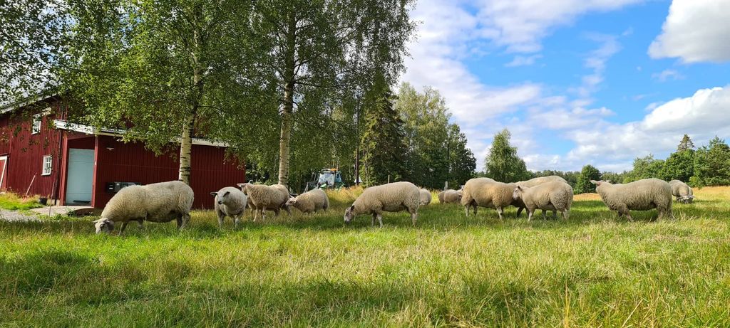 En flokk sauer som går på beite ved en gard. Foto.