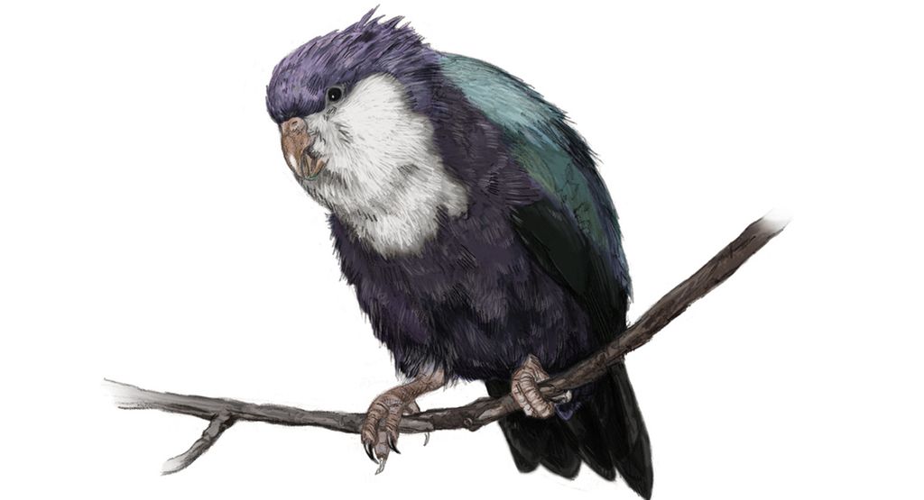 Utdødd papegøyeart sitter på en grein. Illustrasjon