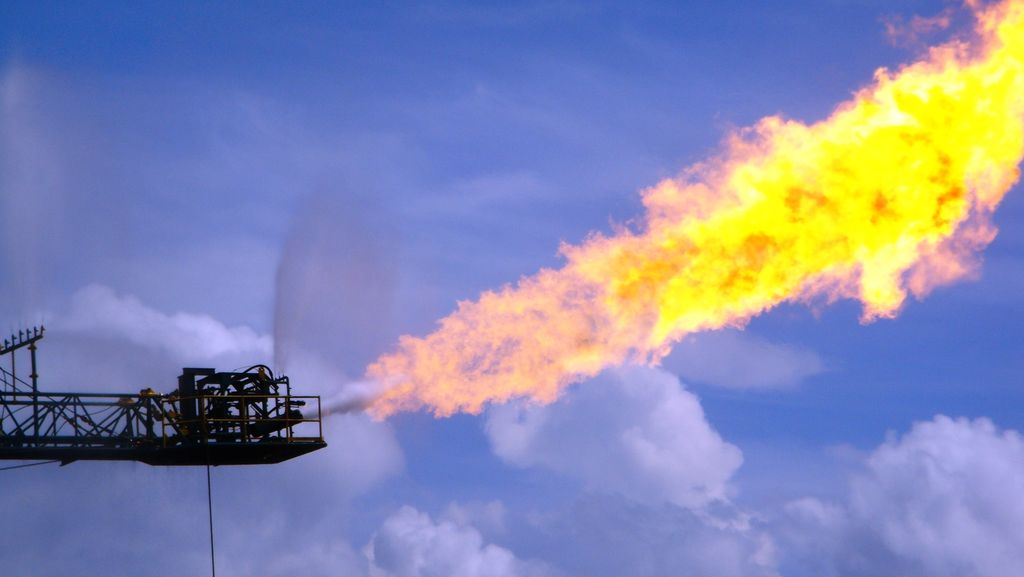Flammebom. Foto.