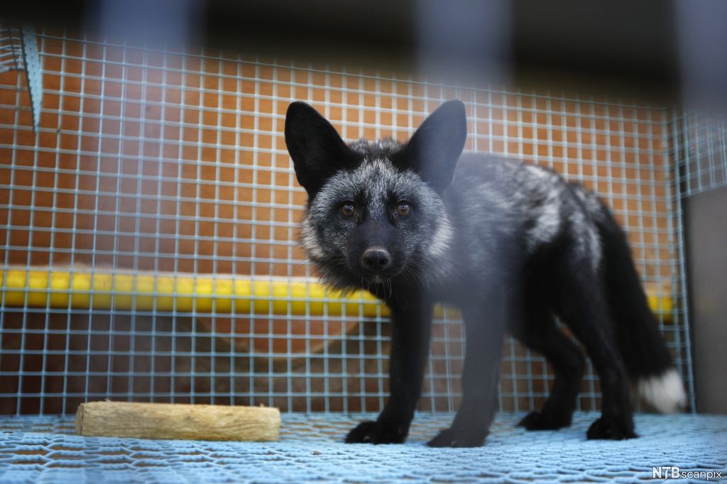 Revevalp i bur. Foto.