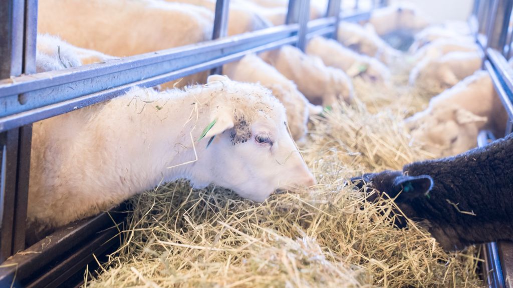 Flere søyer står på hver si side av et fôrbrett og eter høy. Den ene søya har hele hodet nede i høyet for å finne det beste fôret. Foto.