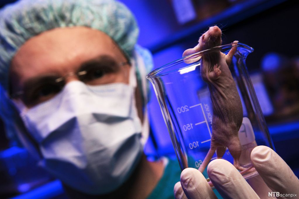 Mann med munnbind, hårnett og hansker holder fram et laboratorieglass med ei hårløs mus oppi. Foto.