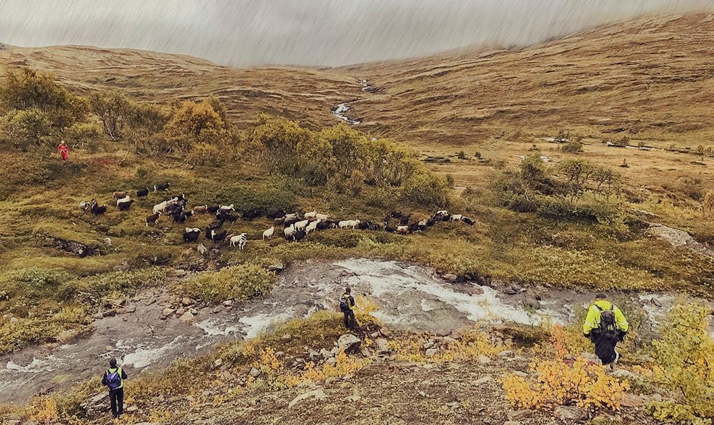 Fire sauesankere i refleksvest og klær med skarpe farger driver en flokk sauer ned fra fjellet i dårlig vær. Flokken har akkurat passert en stri bekk, mens tre av sankerne ennå ikke har kommet over. På andre sida av bekken står den fjerde sankeren posisjonert slik at saueflokken går i riktig retning mens de tre siste sankerne kommer seg over bekken. Foto.