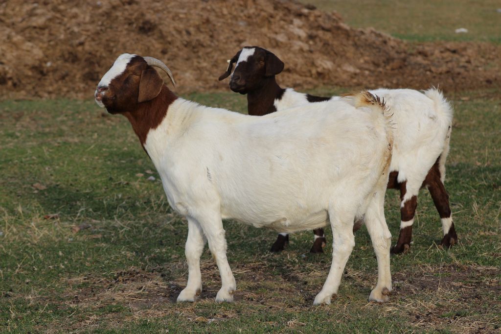 To boergeiter. De har lange ører og en kraftig kropp. Den ene har horn. De er stort sett kvite på kroppen og mest brune på hodet. Den ene har også noe brun pels på beina og kroppen. Foto.