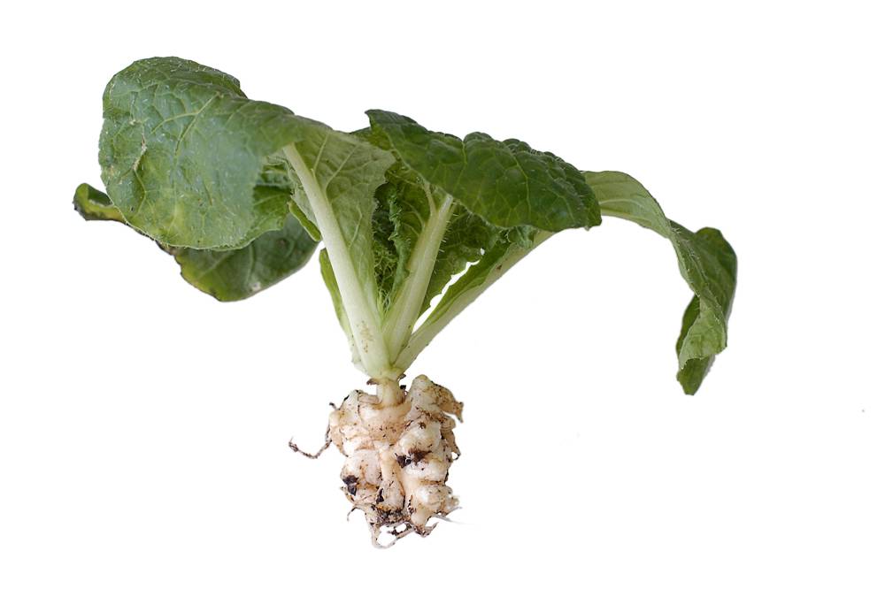 Grønnsaksvekst med grønne blader og hvite, klumpete røtter. Foto.