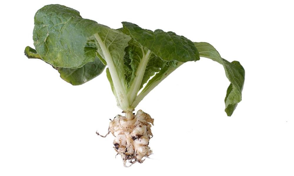 Grønnsaksvekst med grønne blader og hvite, klumpete røtter. Foto.