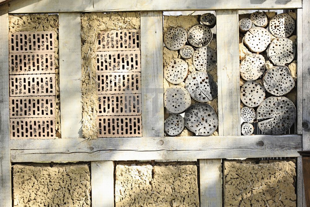 Hus til insekter med hull av ulik størrelse. Foto.