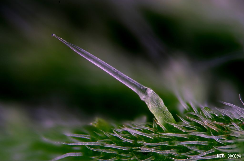 En pigglignende utvekst fra undersiden av et blad hos planten brennesle. Foto. 