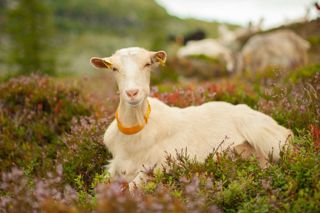 Ei hvit geit ligger i røsslynghei. Det ligger flere geiter i bakgrunnen. Foto.