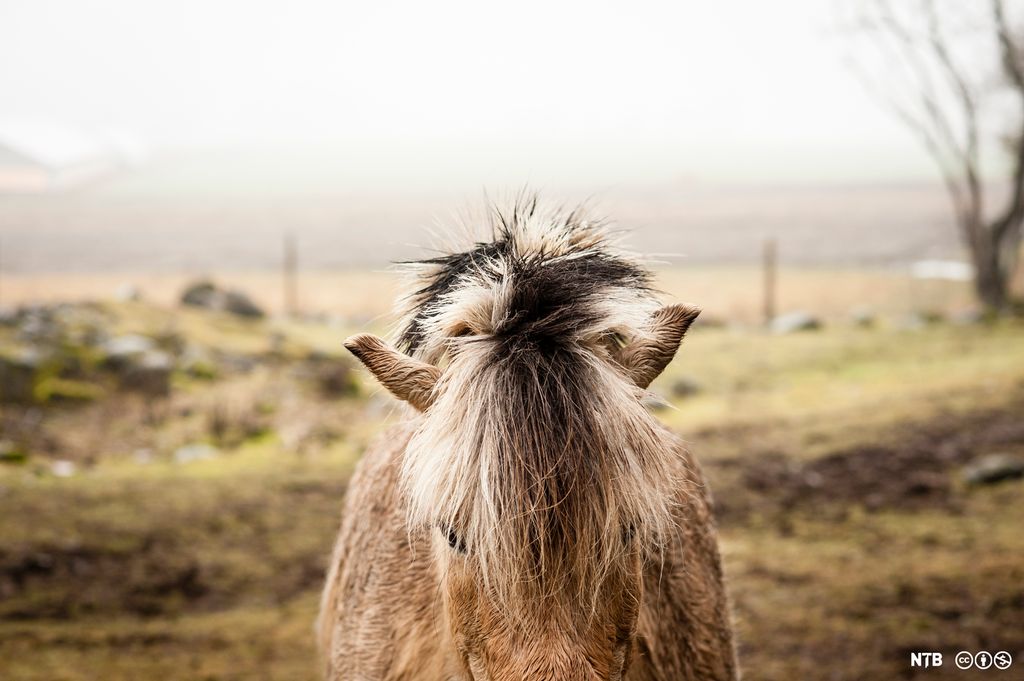 En hest står i ute i regn og tåke. Vi ser hesten forfra. Foto.