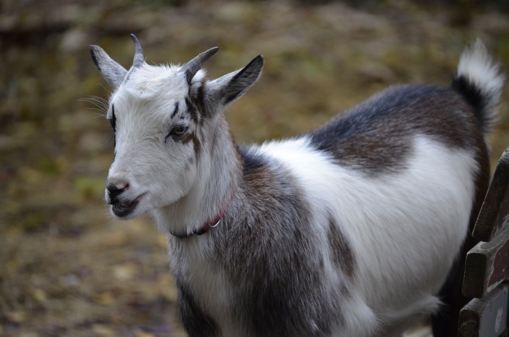 Ei kvit og gråbrun geit med små horn. Foto.