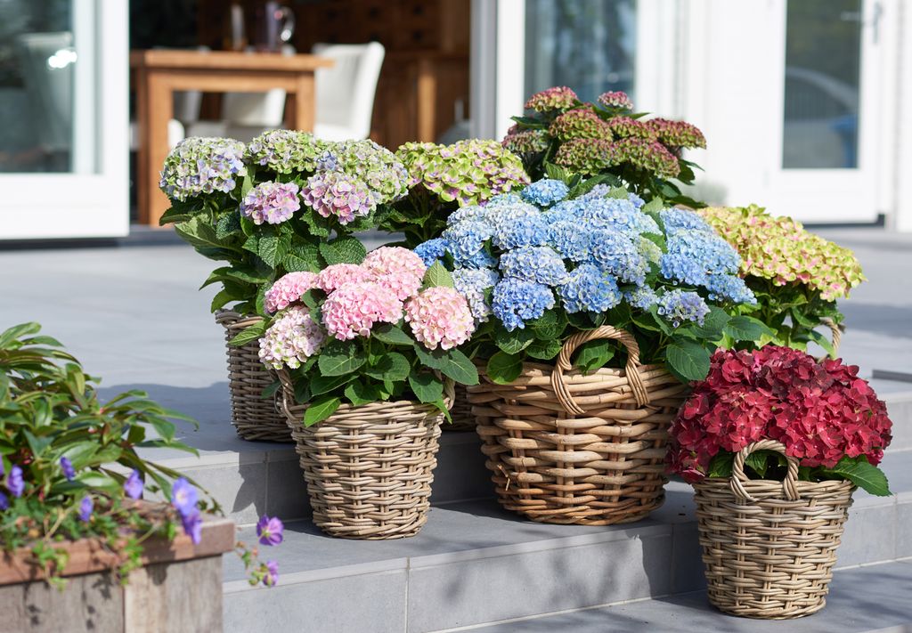 Planter med store blomster i ulike farger. Foto.